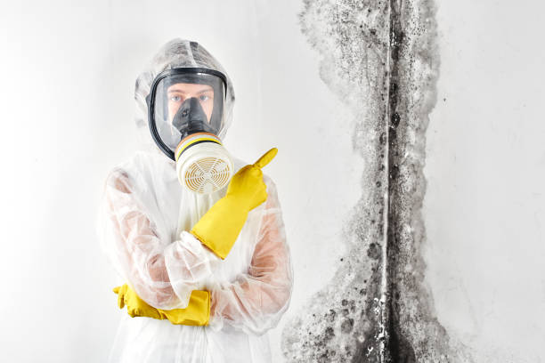 Why You Should Choose Our Mold Remediation Services in Pahoa, HI