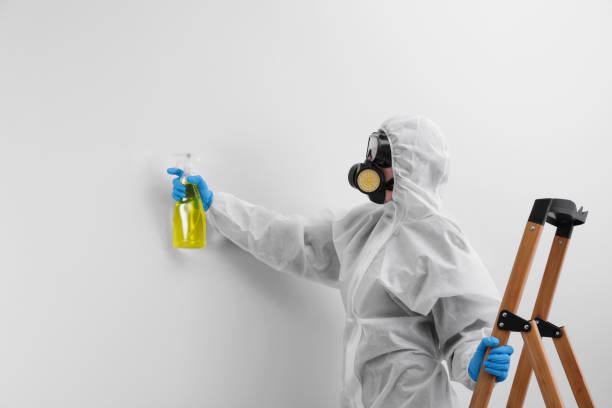 Best Mold Odor Removal Services  in Pahoa, HI